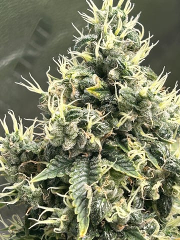 sour chem  — flower, day 78