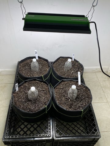 Another Banger With 42Fastbud Autos🔥🔥 — germination, day 1