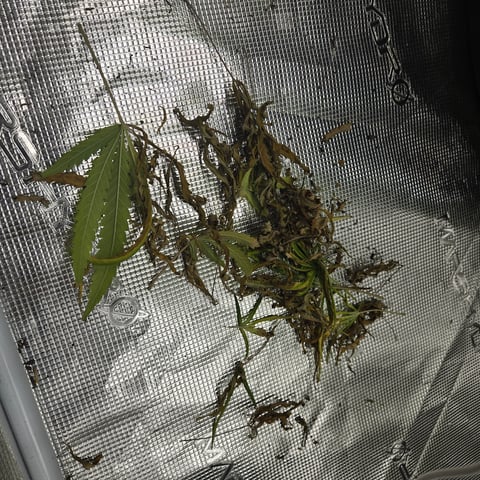 Big Momma Blue Dream  — flower, day 65