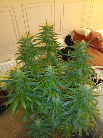 mr — flower, day 89