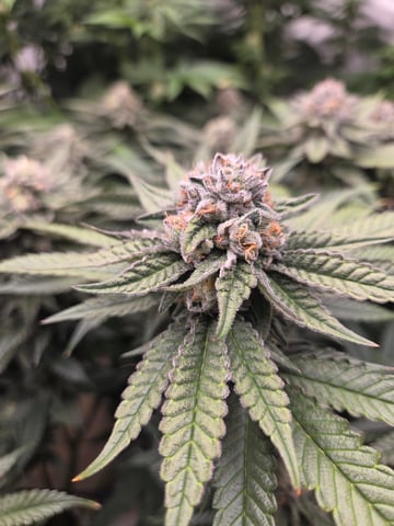 Lhotse 1 and 2 — flower, day 44