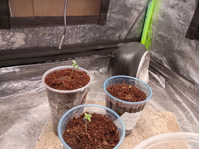 1st Grow Eva — seedling_rooting, day 4