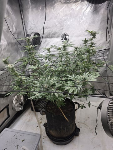 Technically 3rd grow (1st documented)
