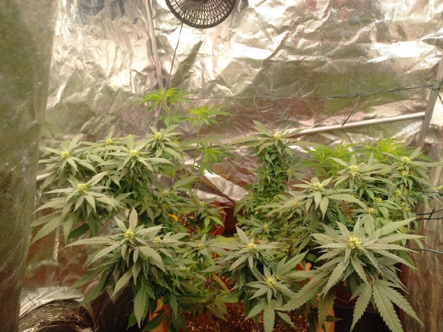 ( Guava Dawg × Sour Tangie ) F2 — flower, day 6