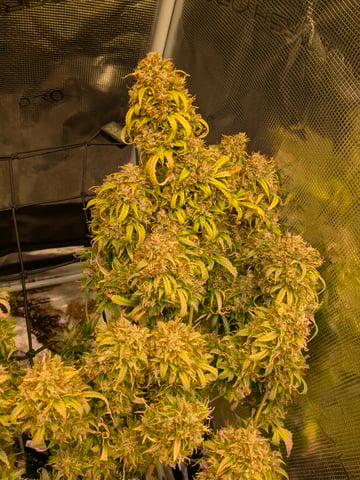 first grow — flower, day 113