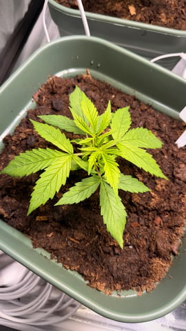 Mix Strand — vegetative, day 25
