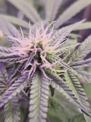 Kalini Asia Auto  — flower, day 43