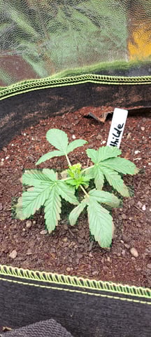 First Grow with the new setup  — vegetative, day 16