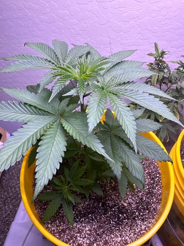 3rd grow  — vegetative, day 40