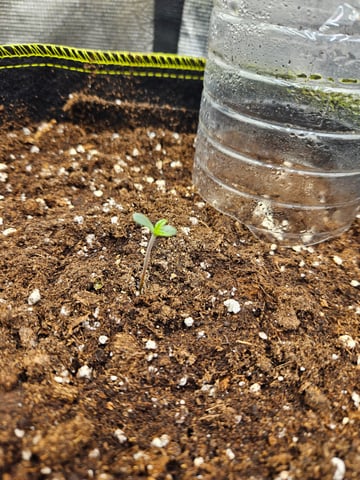 Double Trouble  — germination, day 4