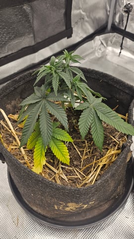 First Feminized Grow  — vegetative, day 41