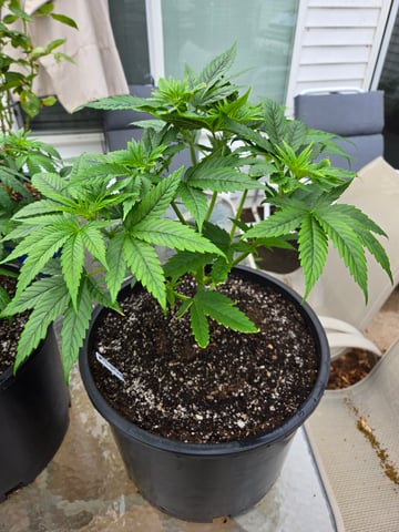 Banana Kush / Durban Poison / C99-Riddle OG — vegetative, day 26