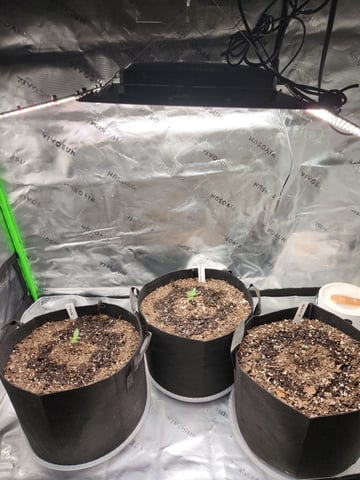 Winter Garden — seedling_rooting, day 1