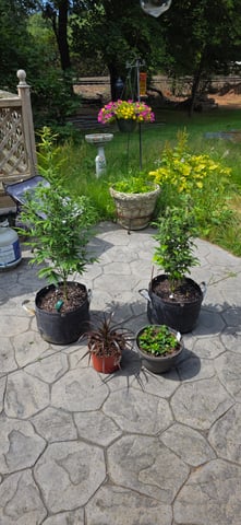 Here We Grow... — flower, day 72