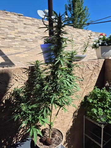 new strain — flower, day 60