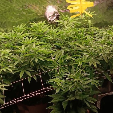 TentPlantLightFan — flower, day 78