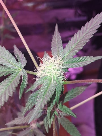 White Widow & Skittlez — flower, day 30