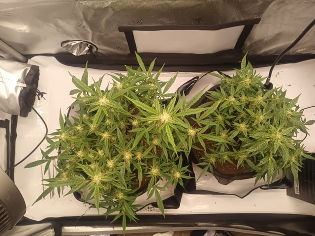 Flava Boyz 1st Grow