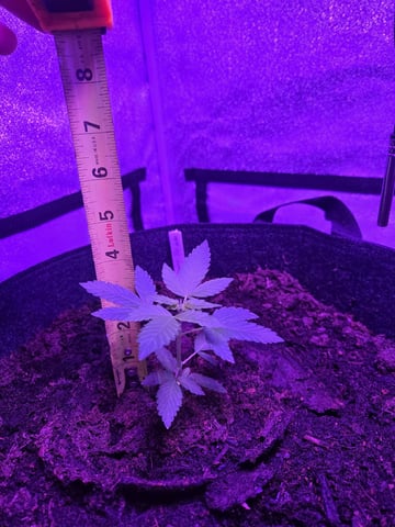 1st Ever Grow — vegetative, day 38