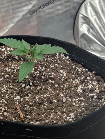 Guava, Guava, Gelato  — grow_setup, day 14