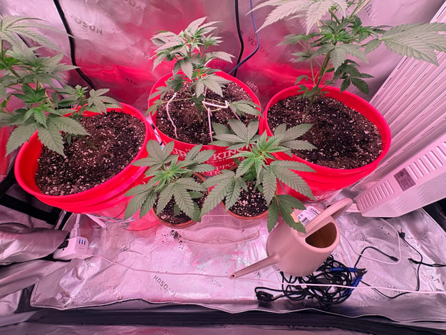 Archived Grow — none, day 23