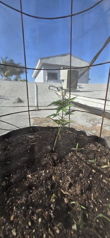 CzechsMex 2.0 — vegetative, day 166