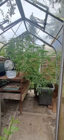 1st grow (green house)(natural) — vegetative, day 60