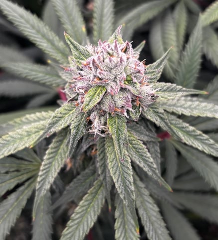 Pink Passion Fruit — flower, day 89