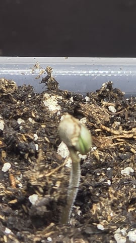 Strawberry Sugar  — germination, day 2