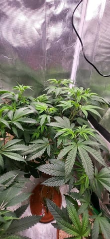 1st grow indoors(cardboard box to 2x2x4 to 5x5x6) — vegetative, day 47