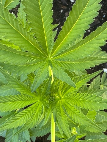 ice breaker 1 and 2  — vegetative, day 23