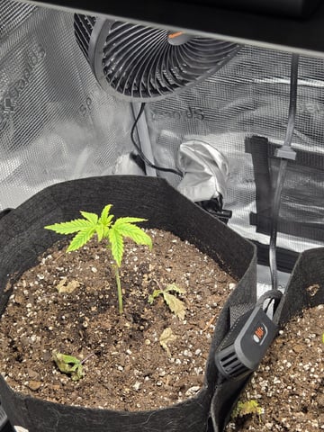 My first batch of medication — vegetative, day 36