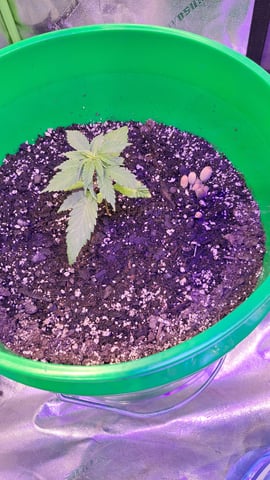 b1. — vegetative, day 24