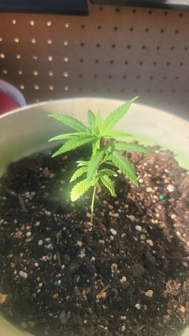 Poison Rainbows — vegetative, day 44