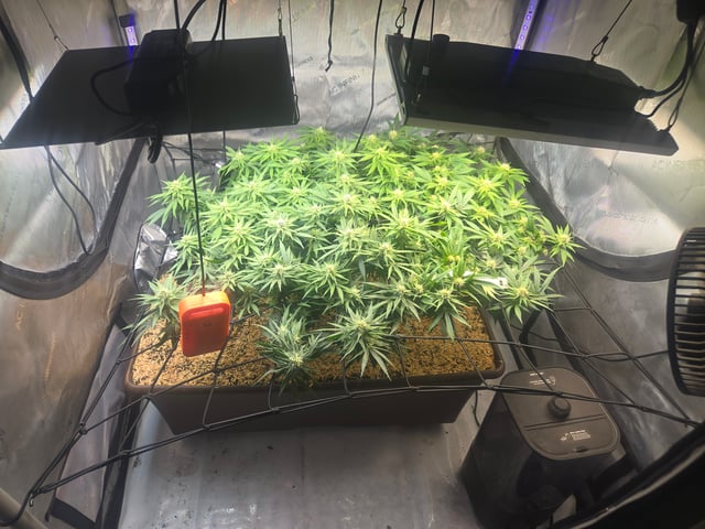 White rhino — flower, day 72