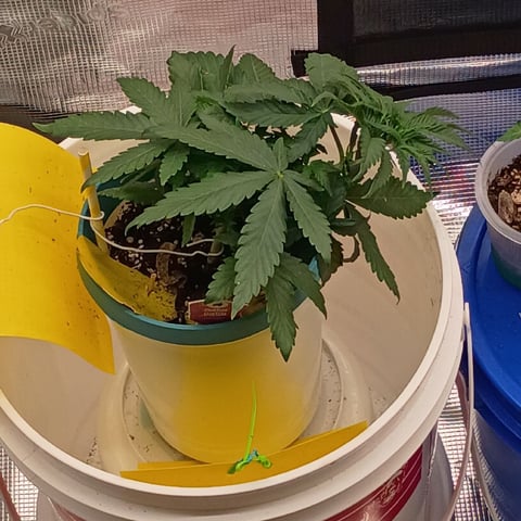 TentPlantLightFan — vegetative, day 33