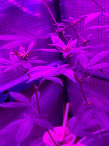 1st baby  — flower, day 7