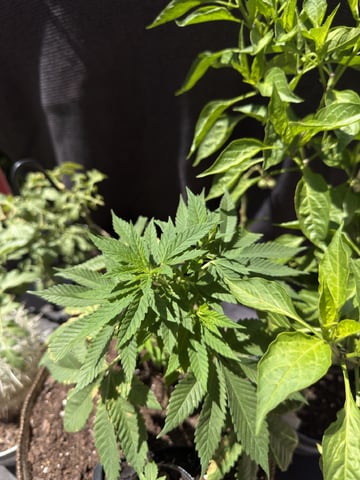 Sour Glue — flower, day 20