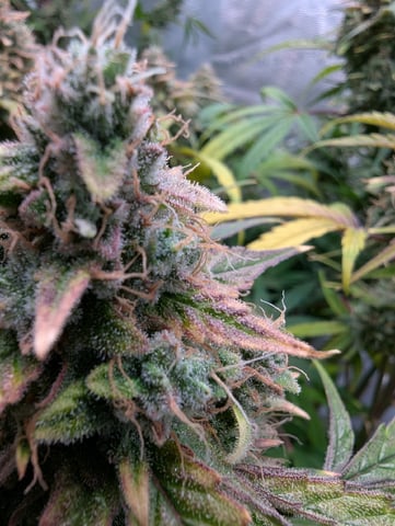 Trizzler  — flower, day 76