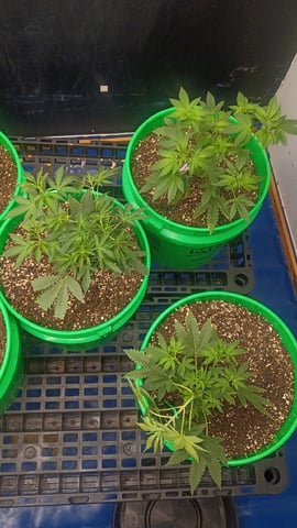 Third Grow — vegetative, day 48