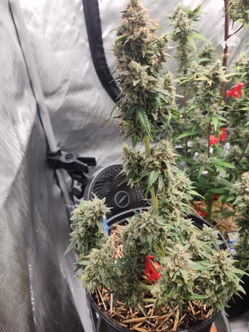 Mephisto Apple Crush in Nature's Living Soil  — flower, day 78