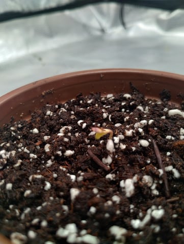 Photo Time📸🕞 — seedling_rooting, day 3