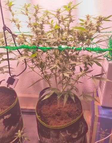 pineapple Express  — flower, day 15