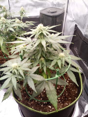 first tent grow — flower, day 43