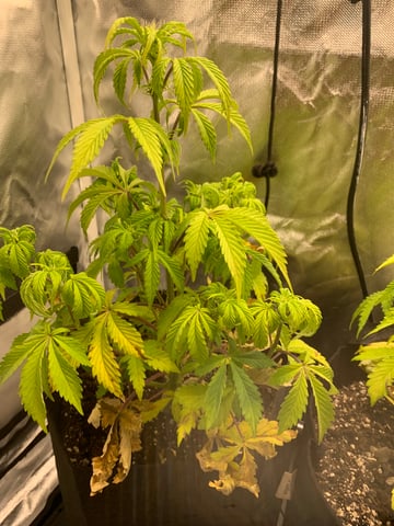 Tropicana Cookies Purple Auto