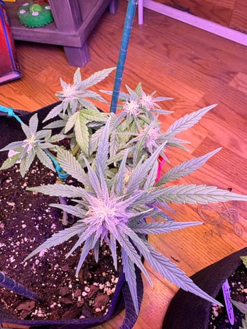 Northern Lights & Quick One  — flower, day 15