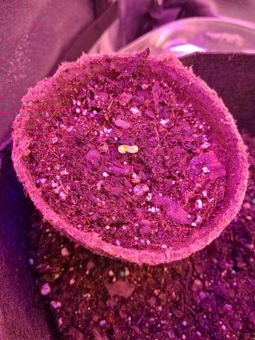 Godfather OG — seedling_rooting, day 2