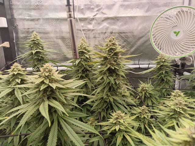 Starfighter/Ohio Guptilla Hybrid — flower, day 27