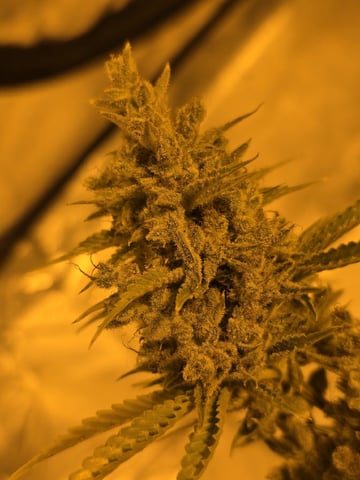 3rd Auto Grow — flower, day 114