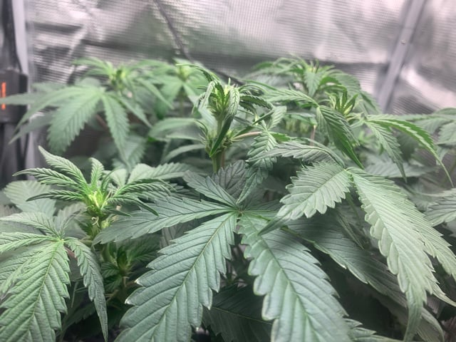 Blackberry Moonrocks (First Grow) — flower, day 17